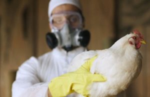 Два очередных проявления птичьего гриппа специалисты выявили в Японии