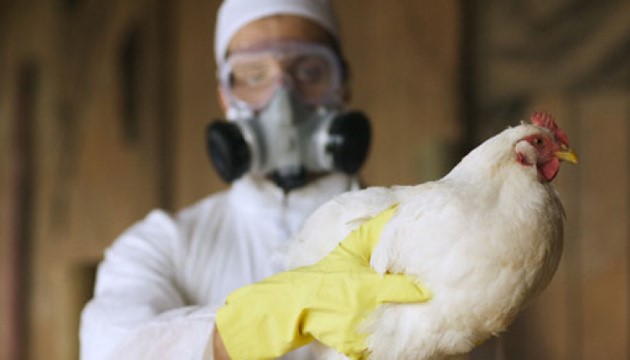 Два очередных проявления птичьего гриппа специалисты выявили в Японии