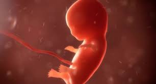 Эмбрион уязвим перед коронавирусом на ранних стадиях развития