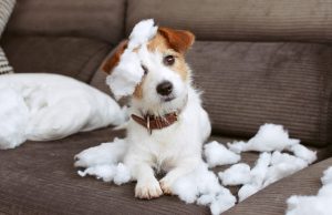 Государственная Дума предложила изымать домашних животных за жестокое обращение