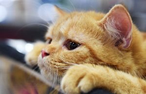 Психологи рассказали о влиянии кошек на работу людей на удаленке