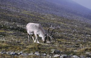 Ученые Якутии и Петербурга создадут лабораторию по исследованию растительности Арктики