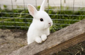Причастны ли кролики к распространению коронавируса