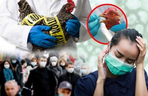 В России впервые подтвердили заражение человека птичьим гриппом H5N8