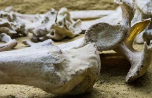 В Сибири нашли зараженные чумой останки человека, датированные бронзовым веком