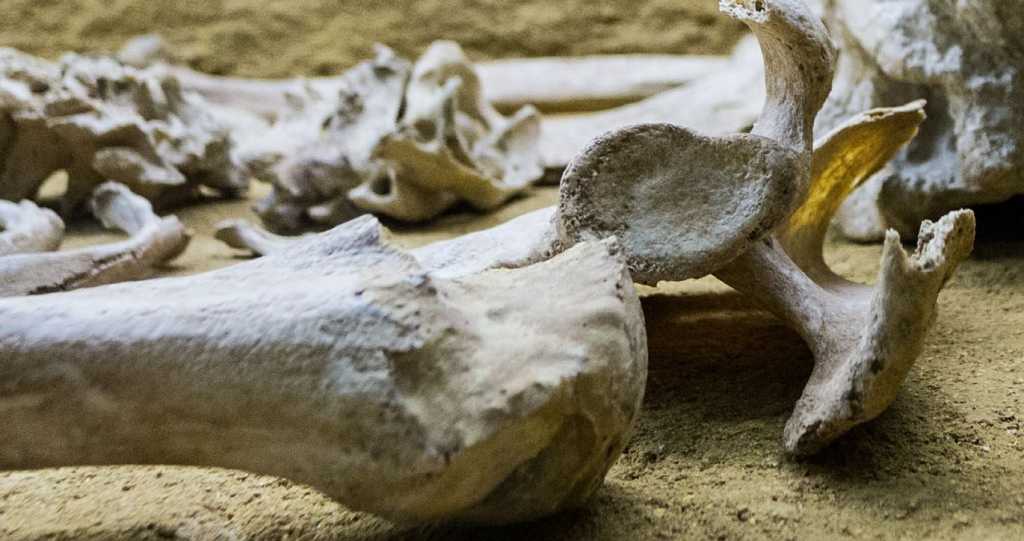 В Сибири нашли зараженные чумой останки человека, датированные бронзовым веком