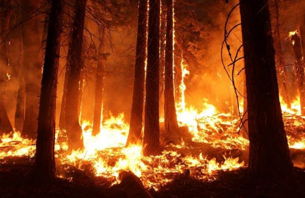 Пожар в заповеднике «Утриш» нанес ущерб в 1 млрд рублей