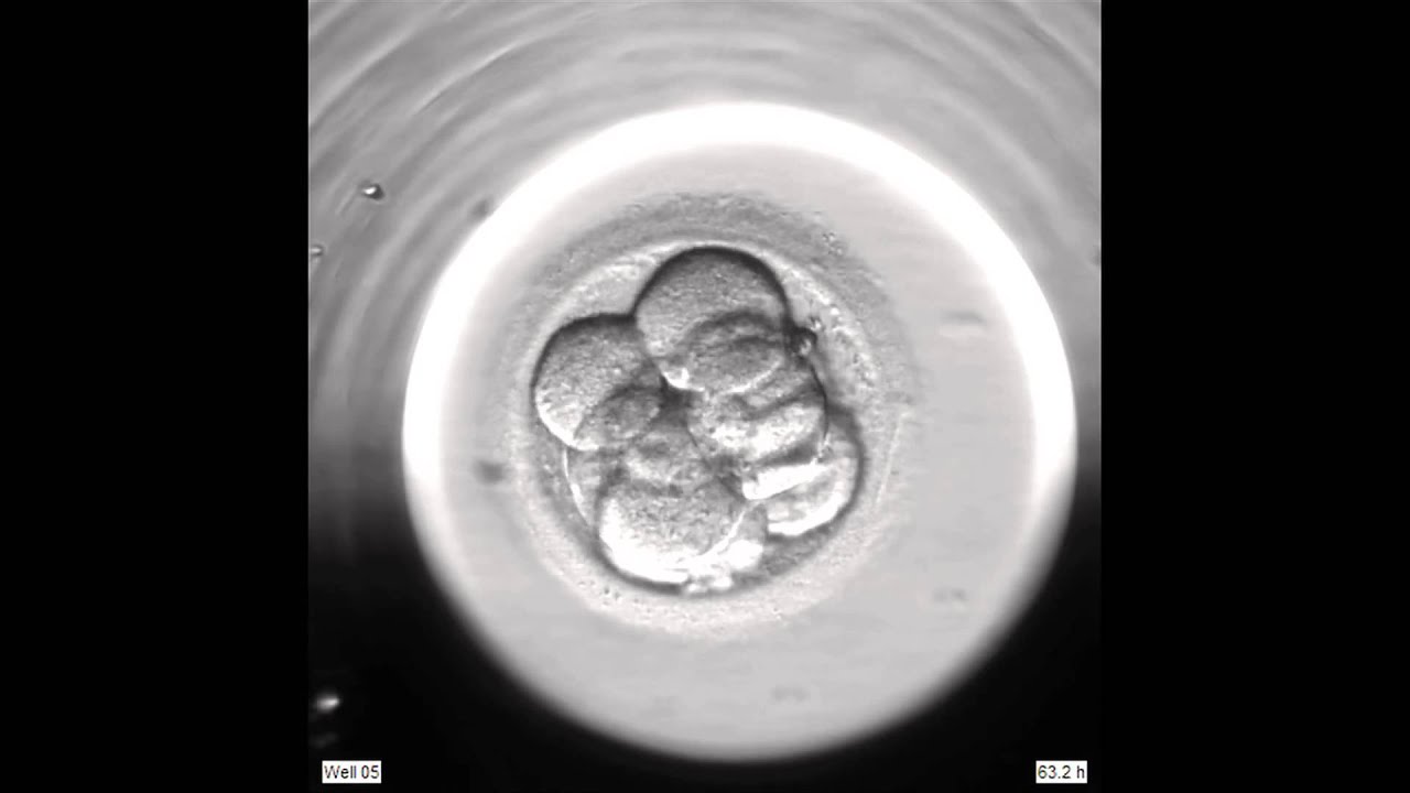 Ученые вырастили из клеток человеческой кожи эмбрион