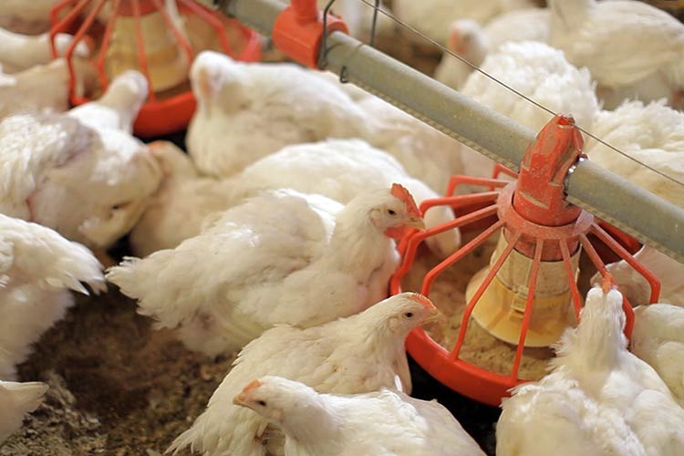 Стоимость на мясо птицы может упасть уже в апреле