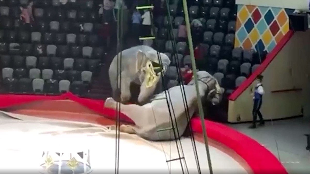 Драка слонов в российском цирке