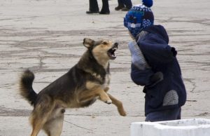 В Башкирии бродячие собаки насмерть покусали ребенка