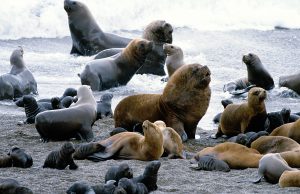 В Британии обнаружили побережье, покрытое обезглавленными тюленями
