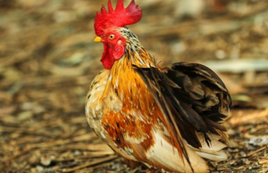 Тверские ветеринары обнаружили птичий грипп в мясе из Саратовской области