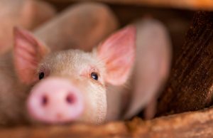Phys: грызуны и свиньи могут дышать через задний проход