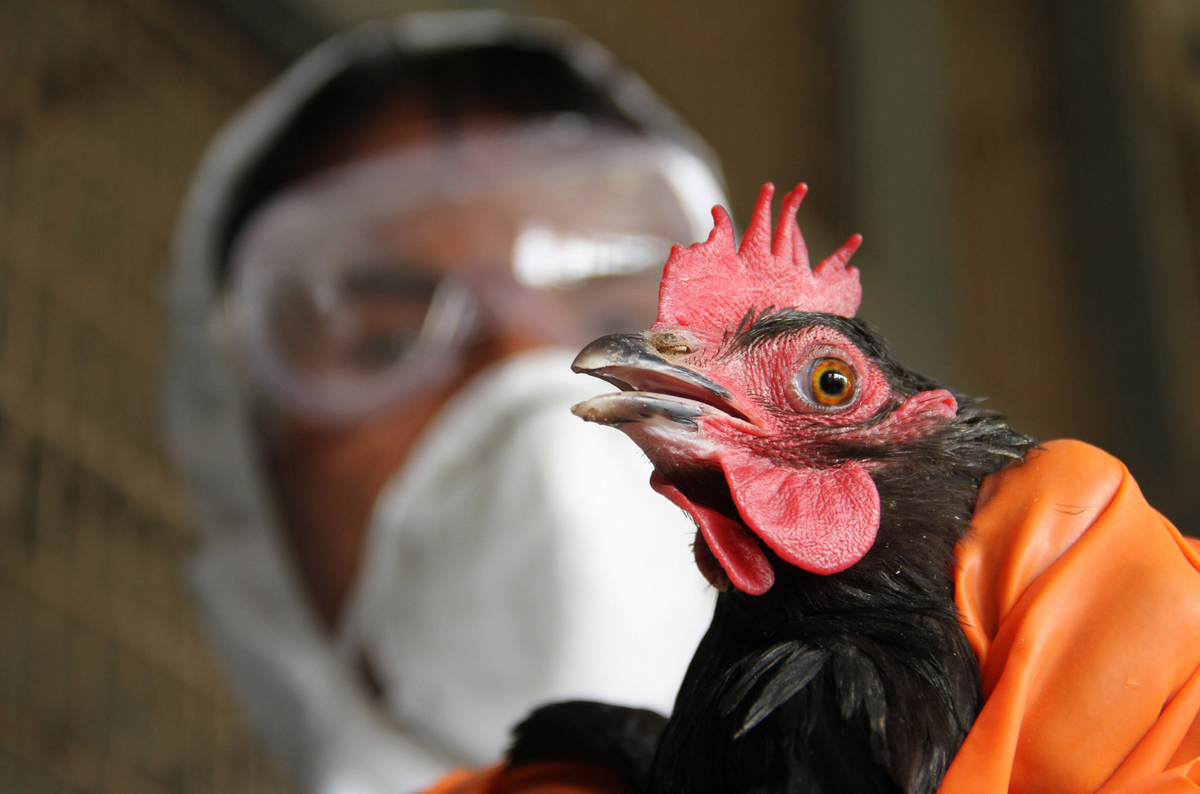 Ученые Китая опасаются пандемии птичьего гриппа
