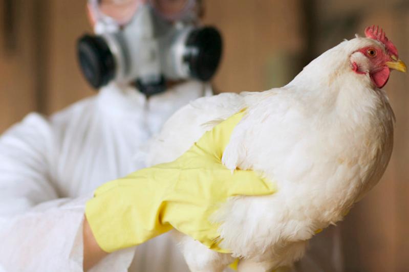 В Китае выявили первый случай инфицирования птичьим гриппом