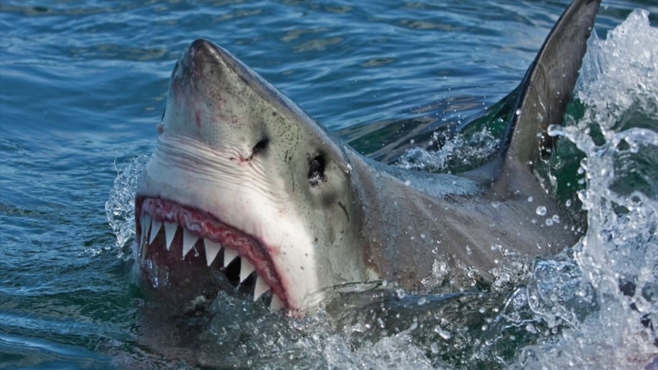 На пляже в Бразилии акула атаковала отдыхающего