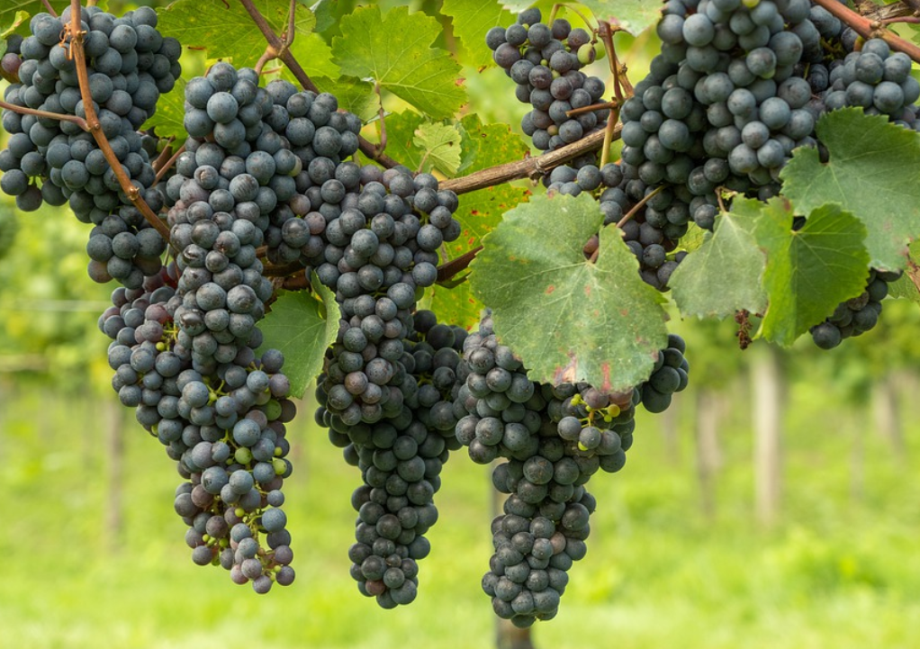 Виноделы Крыма и Краснодарского края указали на резкое повышение цен на сырье