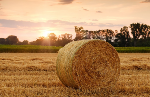 Белоруссия запретила вывозить зерно в другие страны