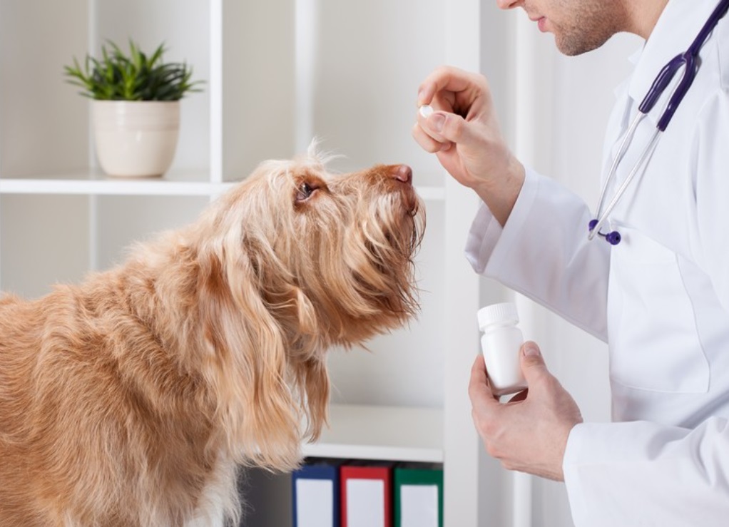 Госдума рассматривает законопроект об использовании лекарств для людей при лечении животных