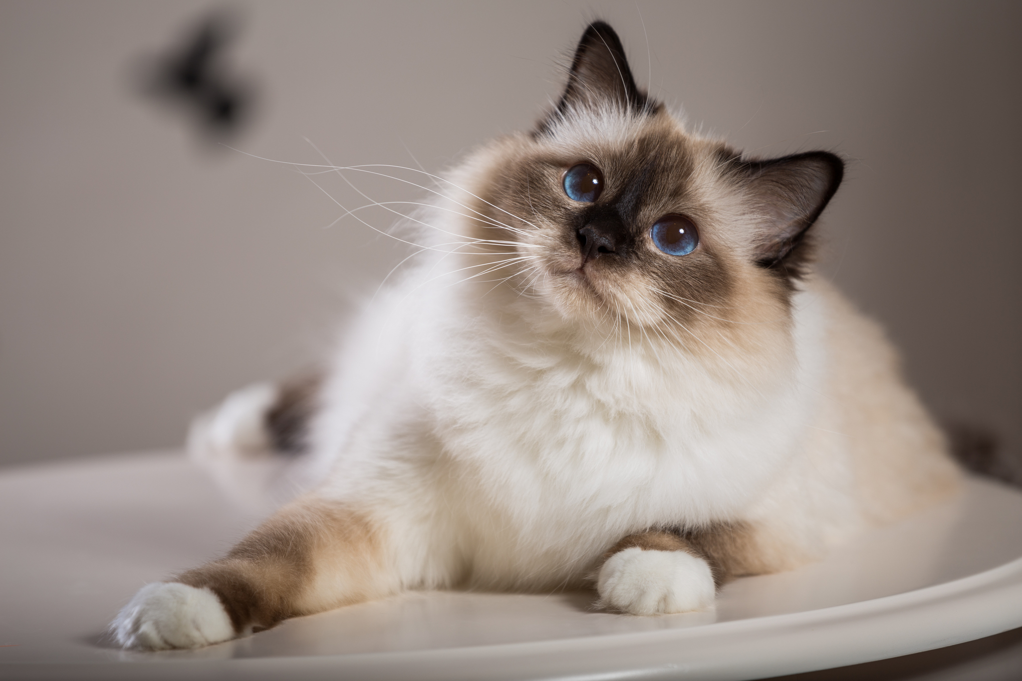 Британские ученые считают, что кошки склонны к психопатии