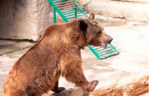 В зоопарке Ташкента мать бросила ребенка в вольер к опасному хищнику