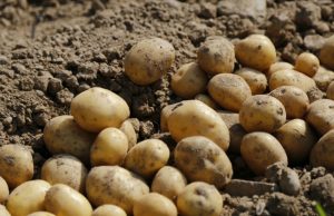 Аграрии из Армении обвинили белорусских фермеров в обмане при продаже картофеля
