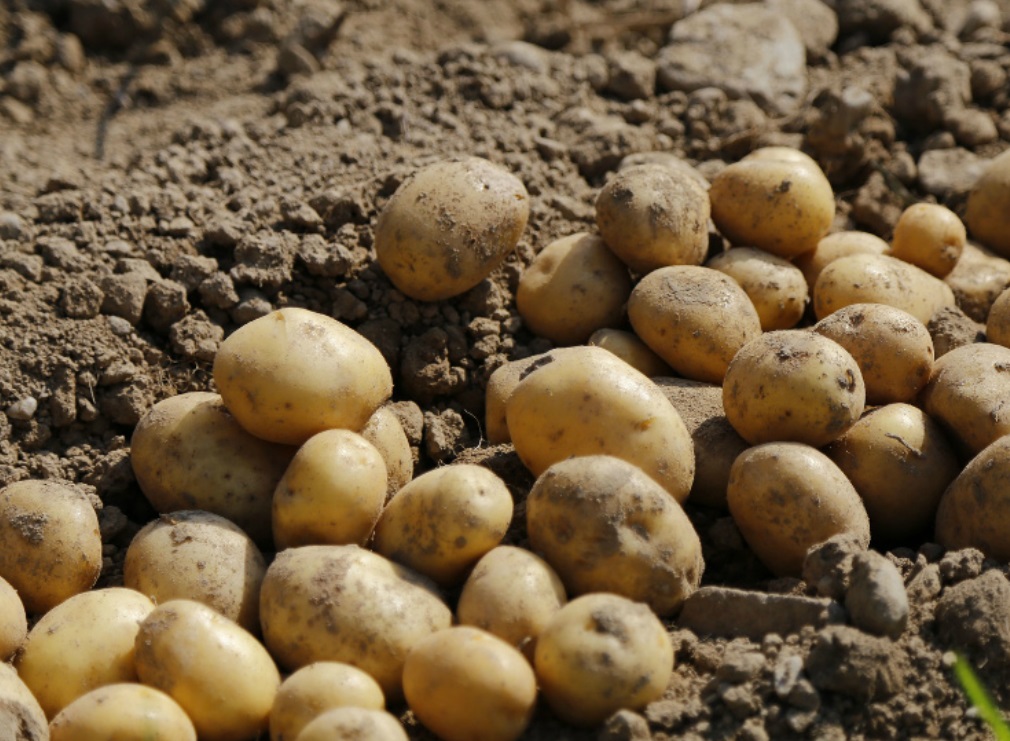 Аграрии из Армении обвинили белорусских фермеров в обмане при продаже картофеля