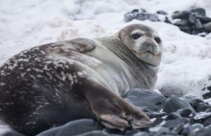 В Минприроды объяснили массовую гибель тюленей в Дагестане