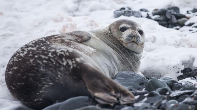 В Минприроды объяснили массовую гибель тюленей в Дагестане