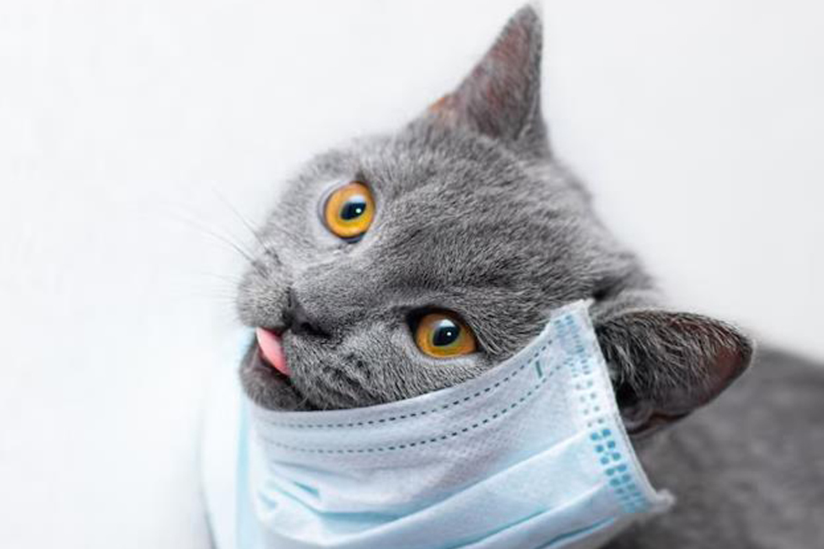 Началась пандемия кошачьего коронавируса: на Кипре погибли 300 000 кошек