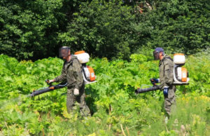 "Повсюду заросли борщевика": озвучен печальный прогноз для России