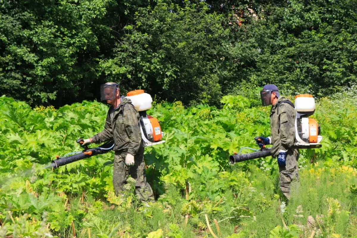 "Повсюду заросли борщевика": озвучен печальный прогноз для России