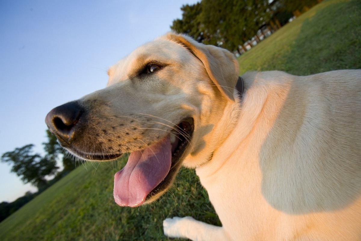 Ветеринары в Зеленограде спасли собаку с застрявшей во рту иголкой