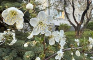 Традиции и запреты на День Вадима Ключника и праздник Ляльник 22 апреля