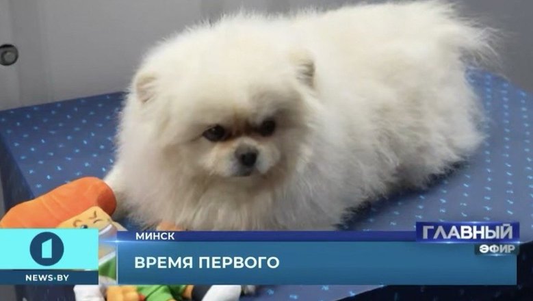 Лукашенко благодарит художницу за портрет шпица Умки с подарками