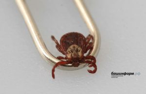 В Башкирии более 400 человек пострадали от укусов клещей